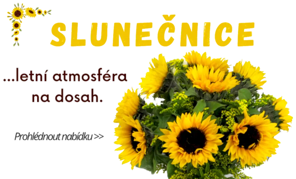 SLUNEČNICE